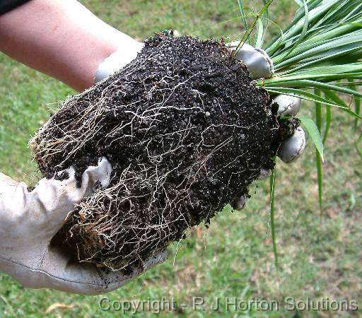 Planting check roots 